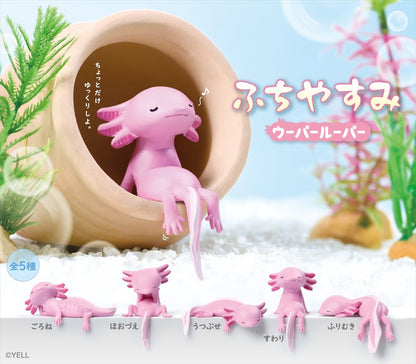 Fuchiyasumi Axolotl 1BOX Quantity: 10