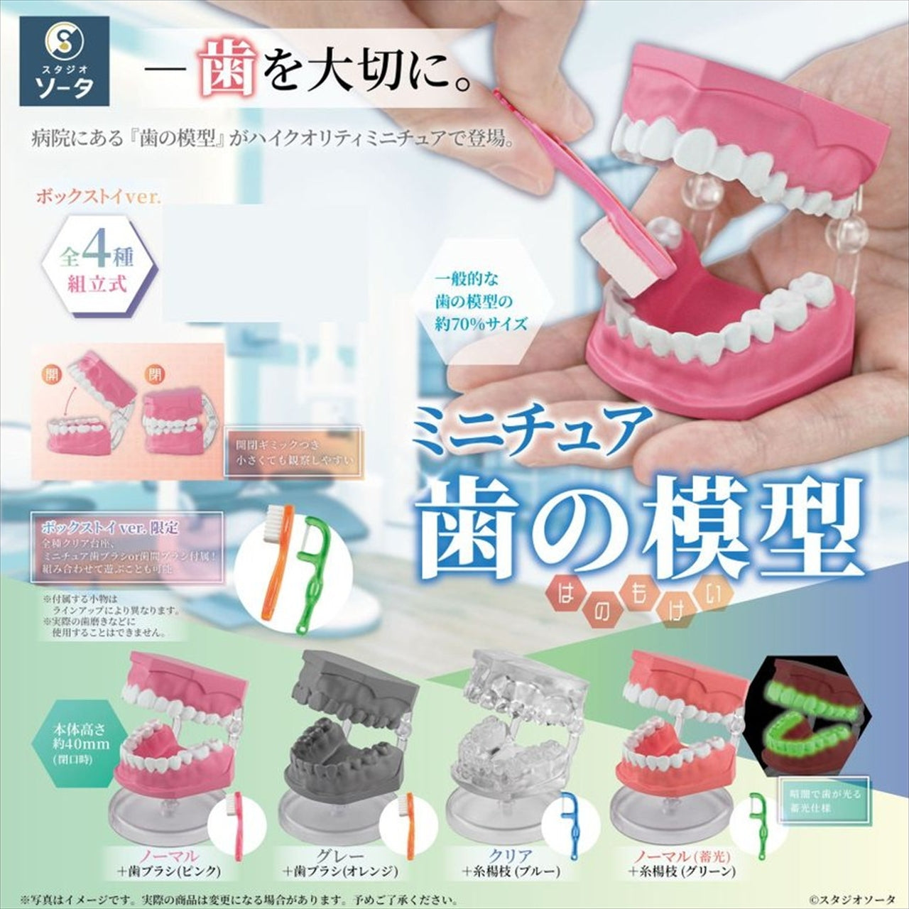 Miniature tooth model 1BOX quantity: 4