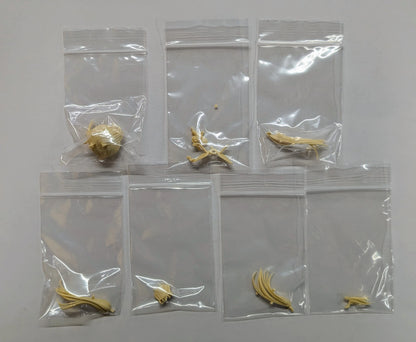 Pate Goneya Resin Cast Kit original mold Pate Jinrai Head Parts Beige